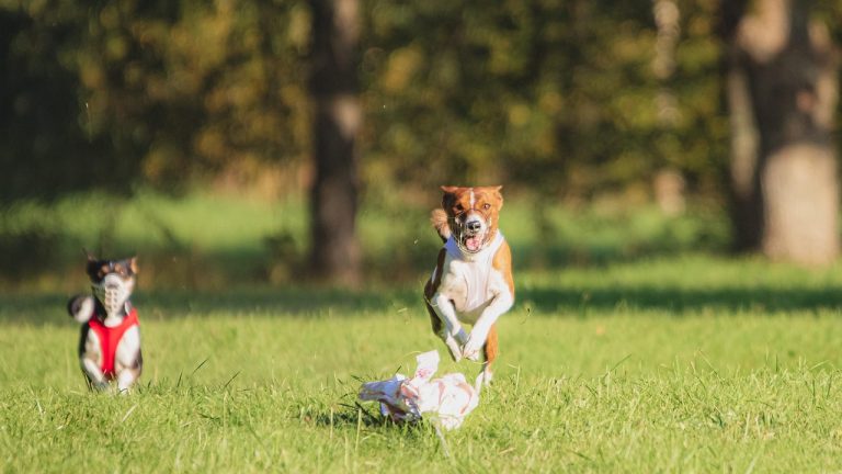 Common Pet Health Issues And How To Prevent Them A Comprehensive Guide