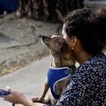 Creating A Pet Friendly Environment A Comprehensive Guide To Pet Lifestyle