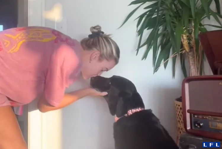 daily-paws-bo-chocolate-lab-requires-nose-kiss-before-dinner-7ea0a424b99045d68ad4c66a457297ff (1)