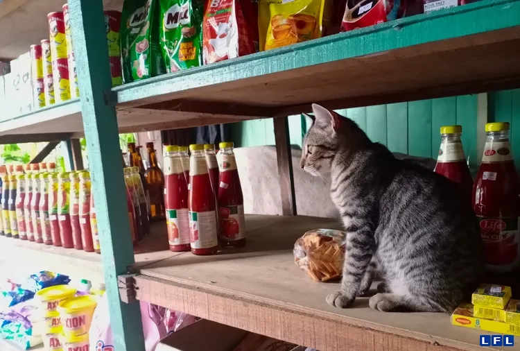 daily-paws-bodega-cats-38736b5138c641238b81febb1a9486c8