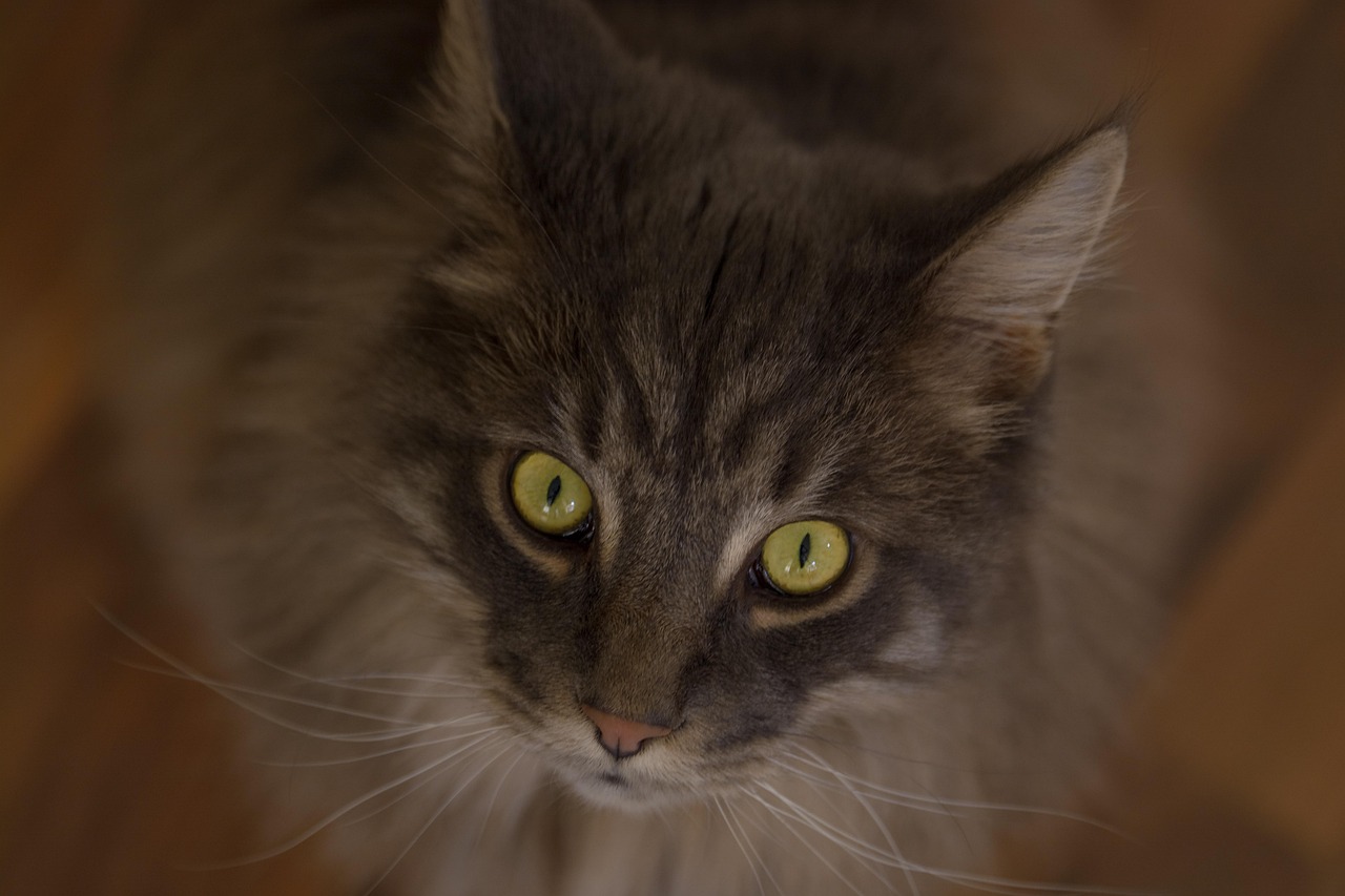 Understanding Cat Behavior