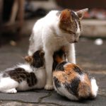 Decoding Your Pets Behavior What Are They Trying To Tell You