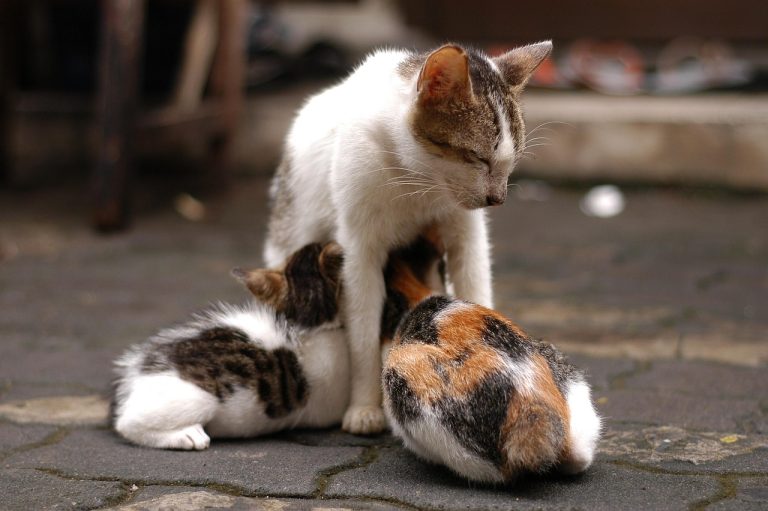 Decoding Your Pets Behavior What Are They Trying To Tell You