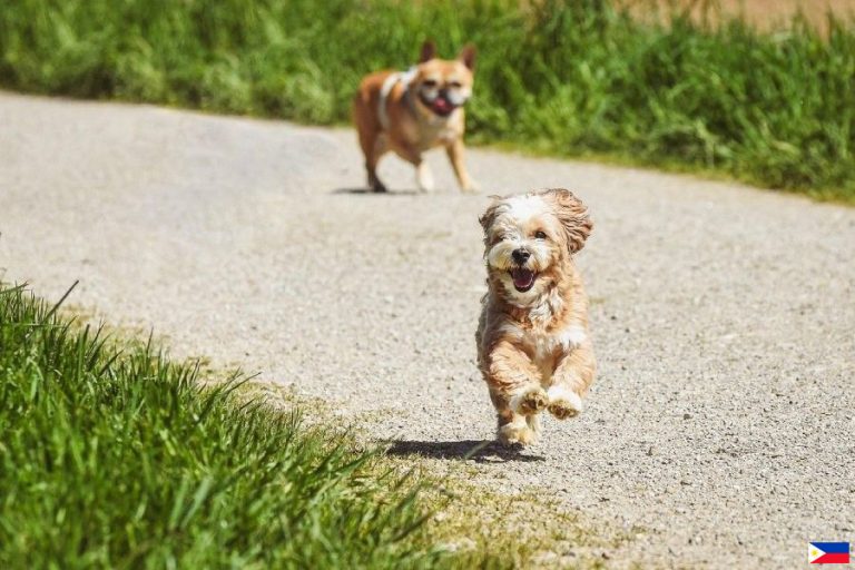 dogs-72095061280_2025-11-22_17-58-45