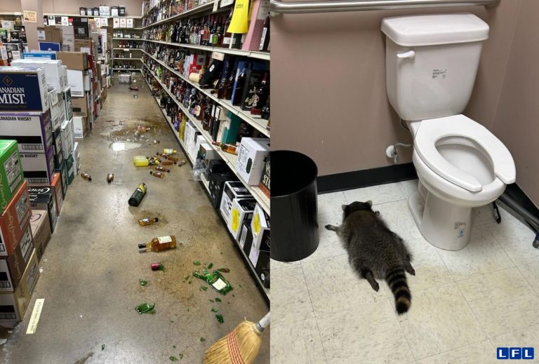 drunk-raccoon_2025-12-04_08-51-05