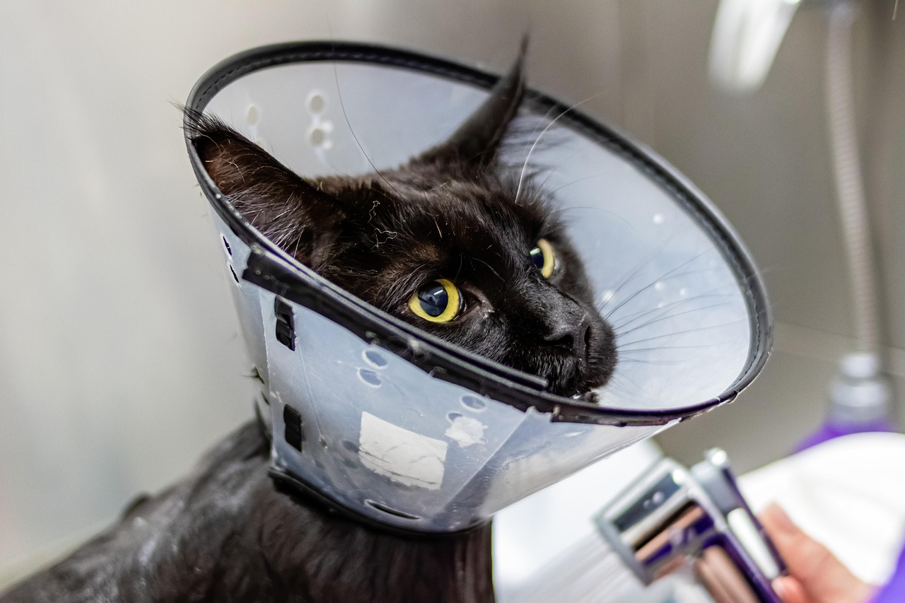 The market for pet products is vast, but not all