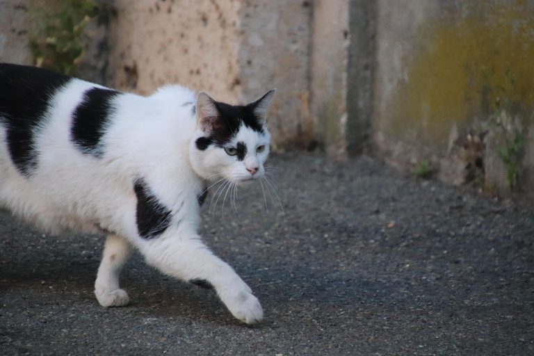 Eco Friendly Pet Care How To Minimize Your Pets Environmental Pawprint