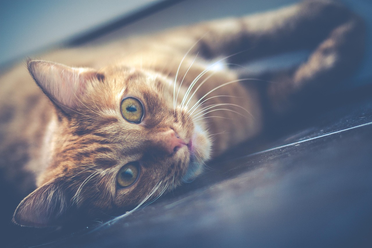 How To Choose The Perfect Lifestyle Products For Your Pet