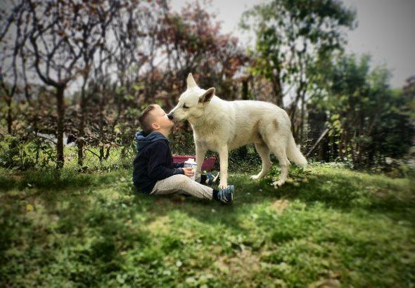 How To Choose The Perfect Lifestyle Products For Your Pet