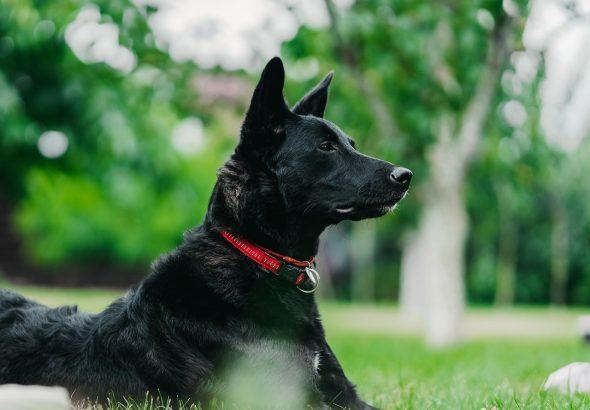 How To Choose The Perfect Lifestyle Products For Your Pet