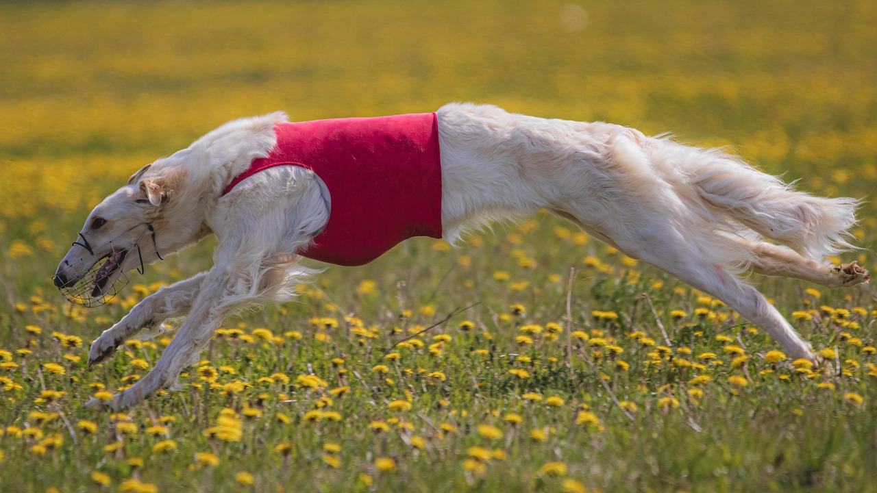 Understanding Your Pet's Unique Needs