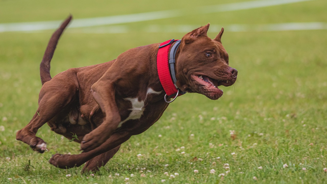 Pet Exercise 101 How Regular Physical Activity Boosts Your Pets Health