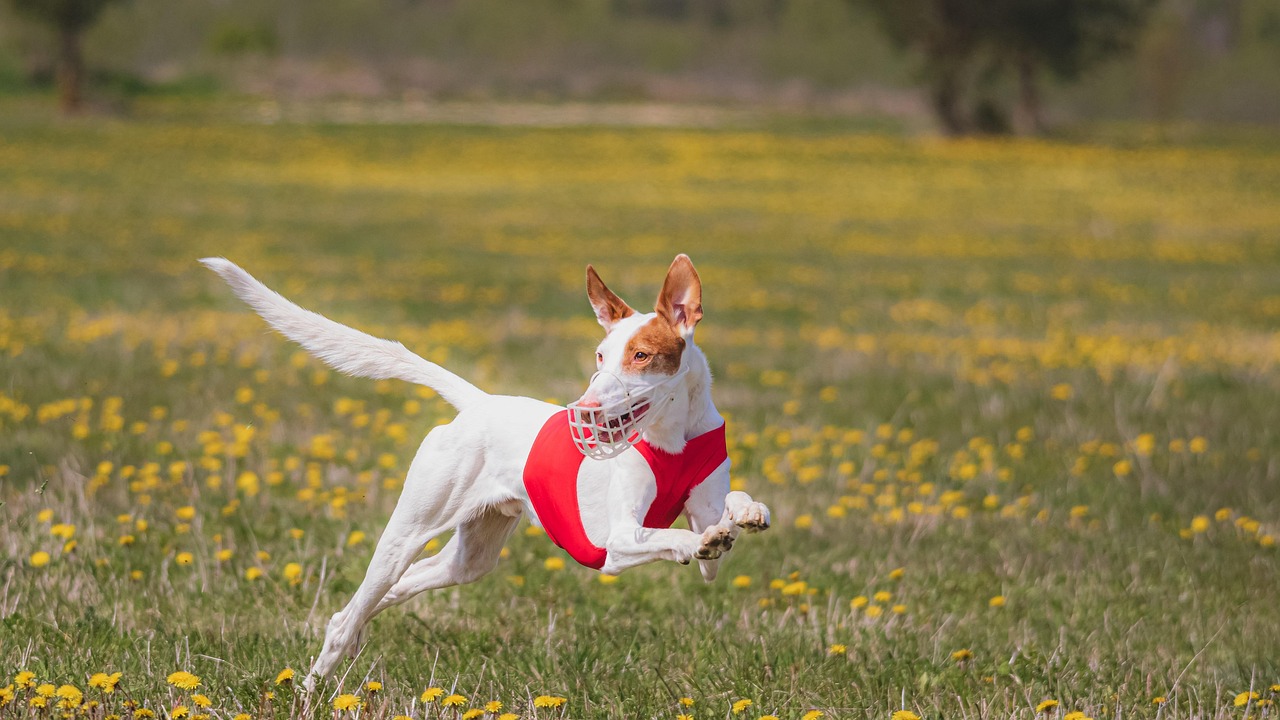 Pet Mental Health Signs Symptoms And Solutions For A Happier Pet