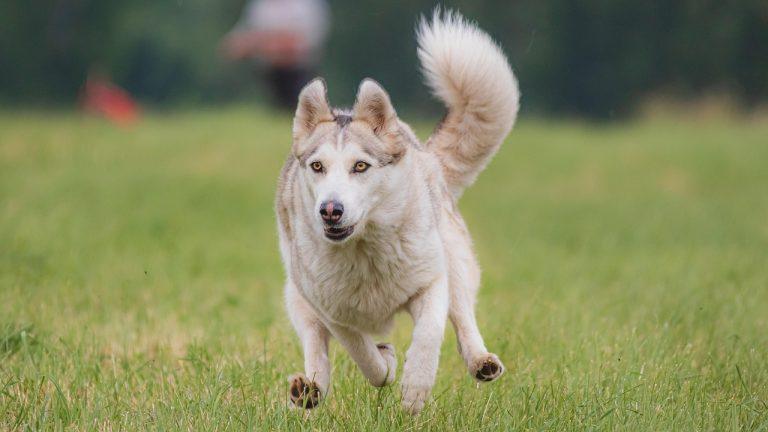 Pet Mental Health Signs Symptoms And Solutions For A Happier Pet