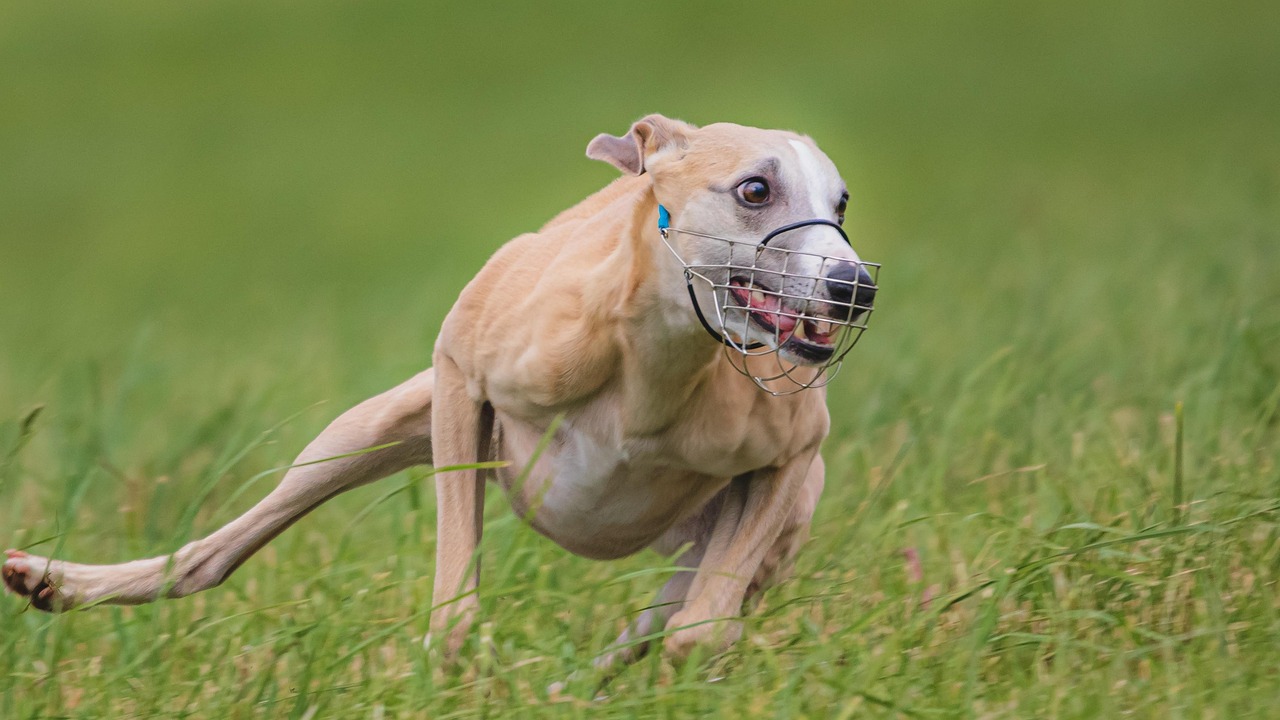 As pets age, their mental health needs may change. Senior