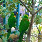 The Importance Of Regular Vet Check Ups Ensuring Your Pets Optimal Health