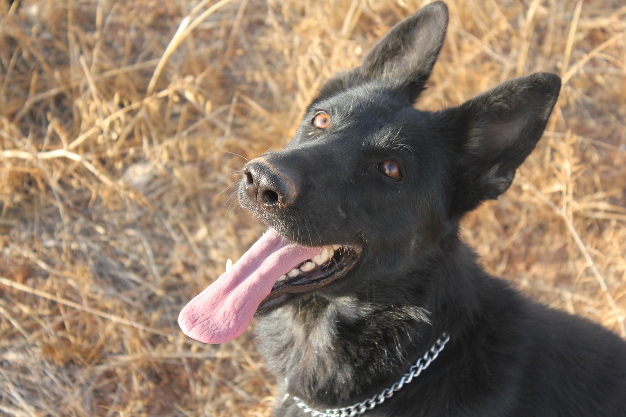 Understanding the Financial Aspect of Veterinary Care