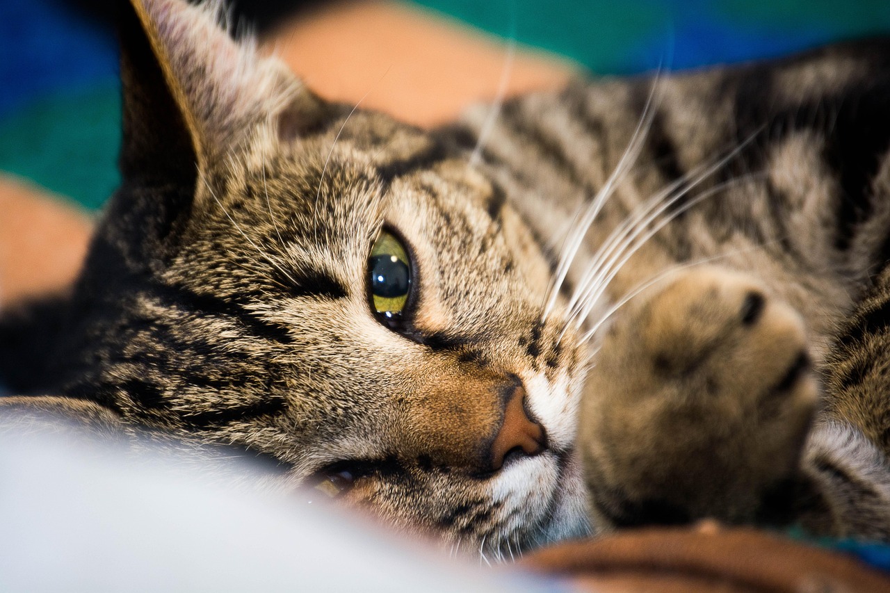 Moreover, veterinary visits can be a positive experience for pets