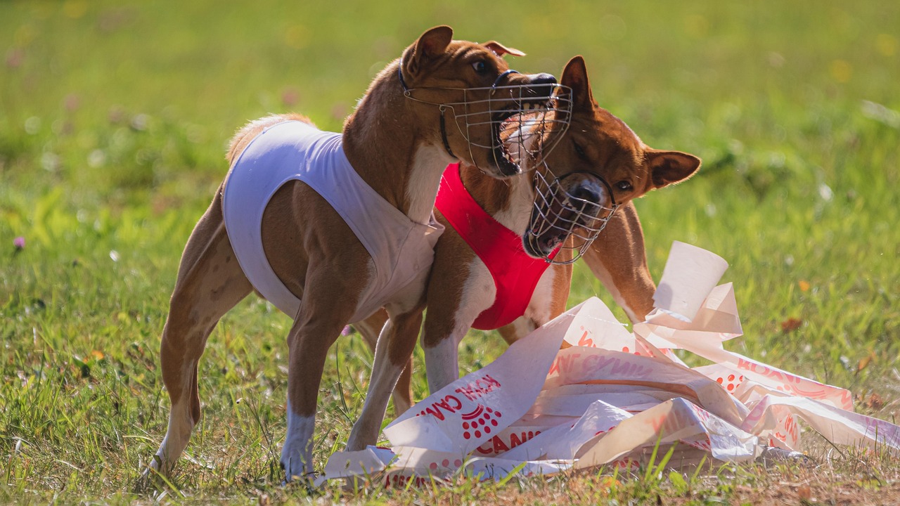 Behavioral Assessments