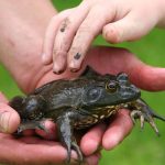 The Ultimate Guide To Healthy Nutrition For Your Pets What Every Pet Owner Should Know