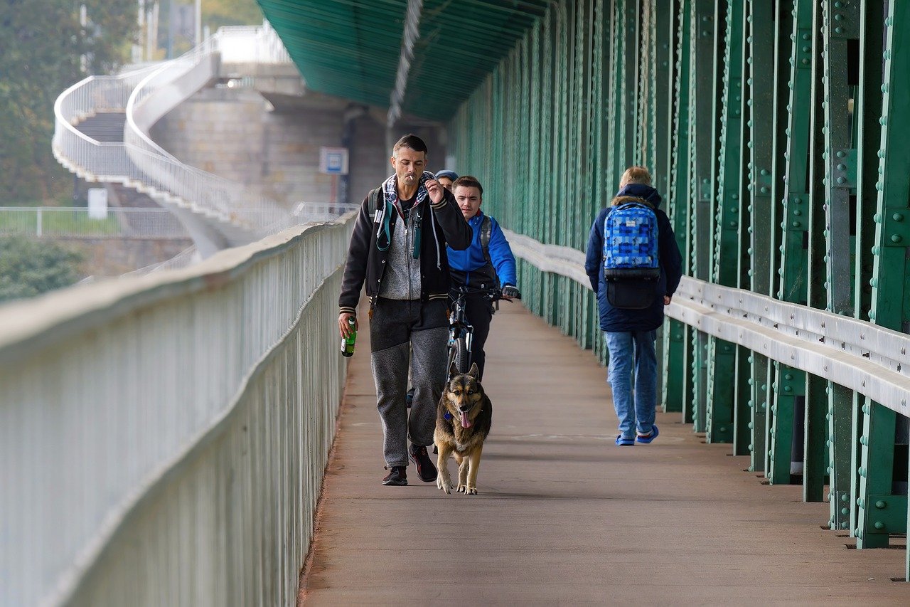 Exercise is a cornerstone of good health for pets. Regular