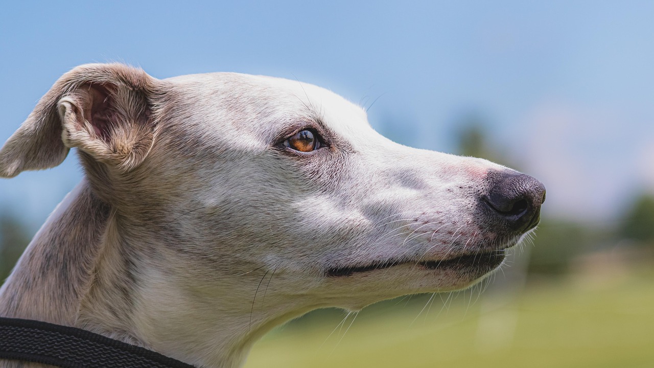 For more in-depth guidance on interpreting pet food labels, you