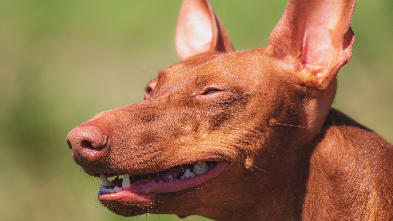 Navigating the world of pet nutrition can be challenging, but