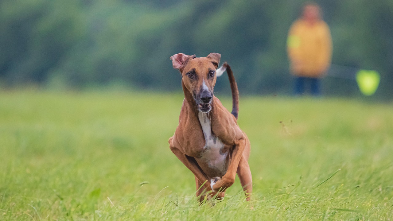 As pets age, their metabolism slows down, and their nutritional