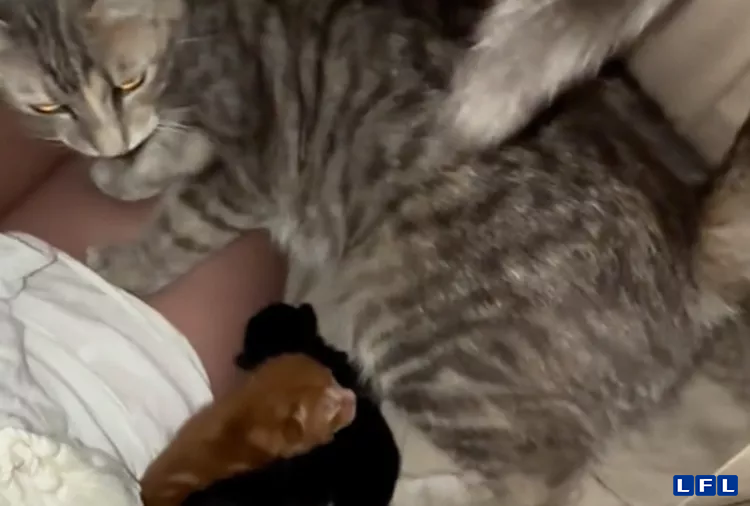 Catmothertiktok_-1c96bf6a062146b88c398e5fa3c5f182